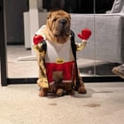 Our office dog Poppy wanted to show you her Halloween costumes. Couldn't pick a favorite 😍

— u/EmmaVetsterRVT