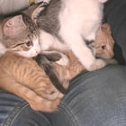 Help....my lap is too small....

— u/Sad-Juggernaut1357
