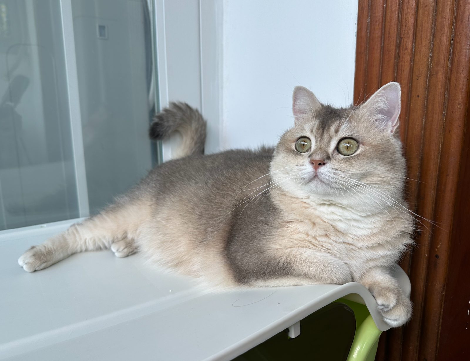 She seemed to be contemplating whether she was cute.

— u/SadTumbleweed763