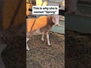 My Little Lamb named Spring

https://youtube.com/shorts/9nKrJ3L1sWk?is=NAhyqabDLNusuExj

— u/Katahahime