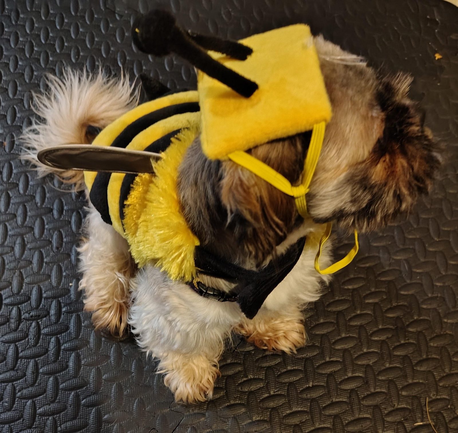Frank is ready for Halloween

— u/ILikePlants4
