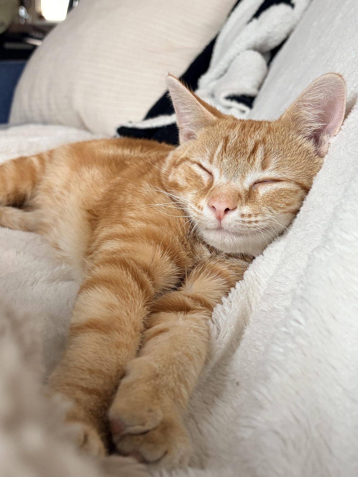 The orange babies are growing up.

— u/Street-Lawfulness-47
