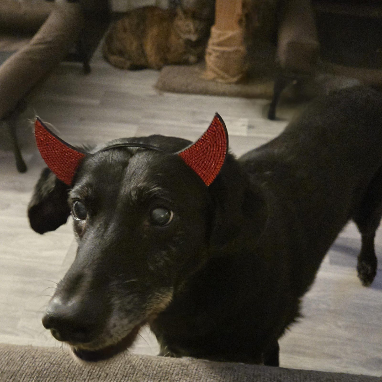 It's her 13th Howl-ween🎃👻

— u/KandieKane-21
