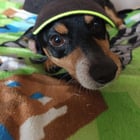 He thinks he's people with this hat on. 🥺

— u/GLEBAXF