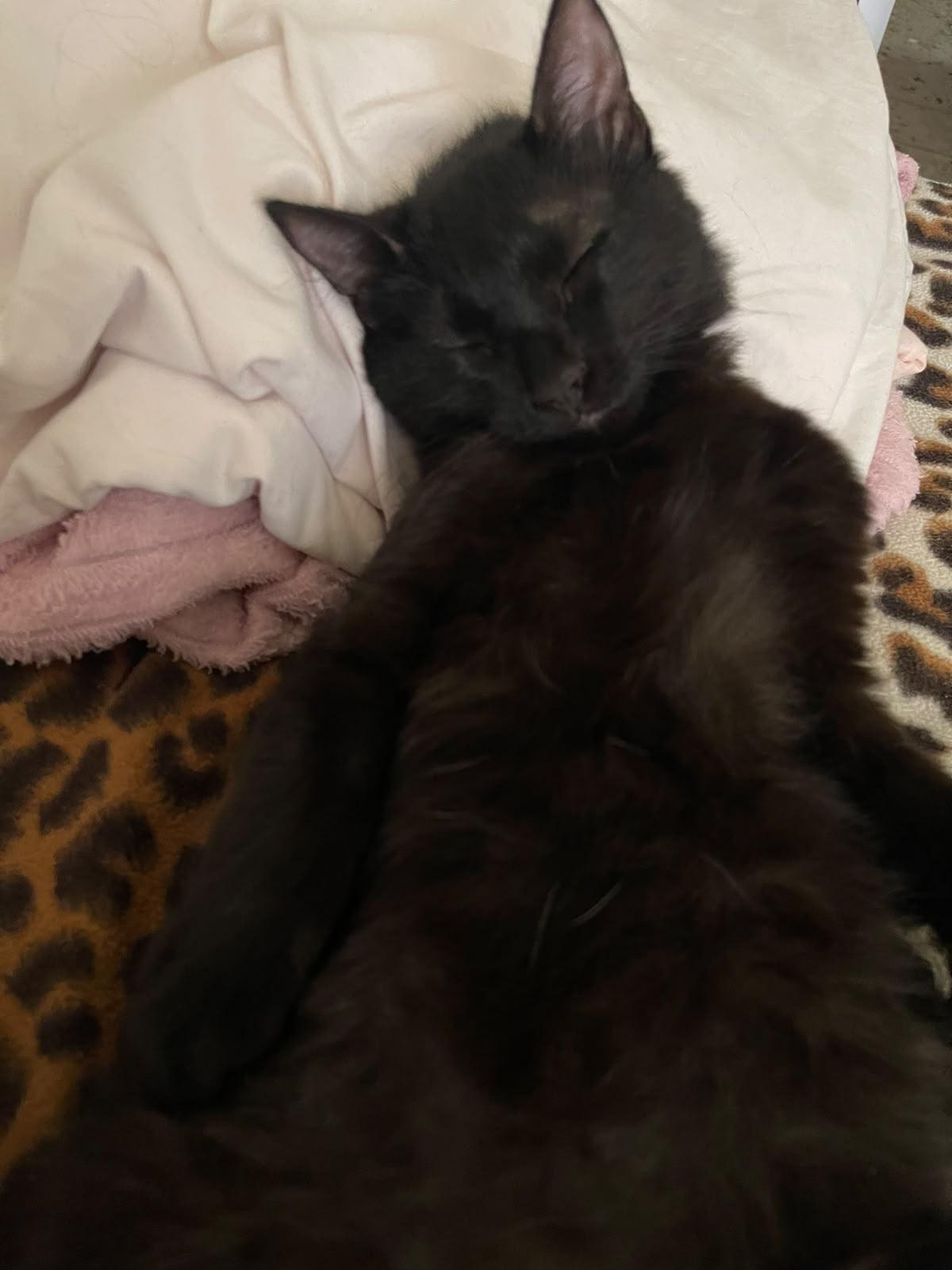 Tyrion always falls asleep like this hahaha 😹😻

— u/paupaupau_linaaa