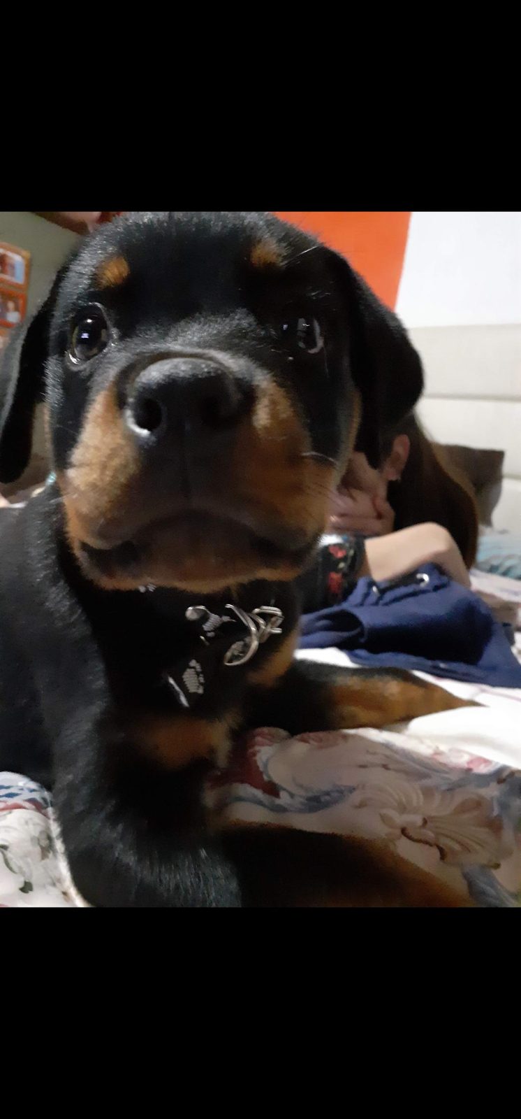 Hoy le damos la bienvenida a la familia, se llama Draco 🫶🏻🥹♥️

— u/ositajenn
