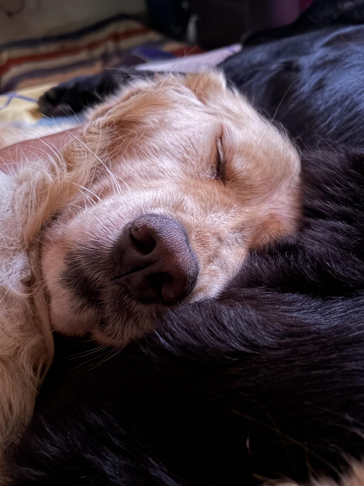 Sleeping like there’s no tomorrow

— u/Emergency-Onion-27