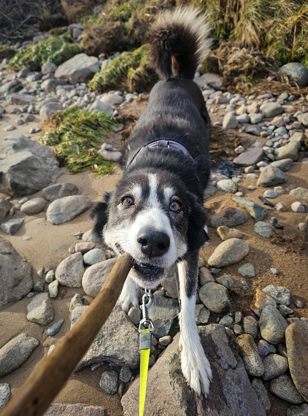 My Silly Rez Dog

— u/fullyoperational