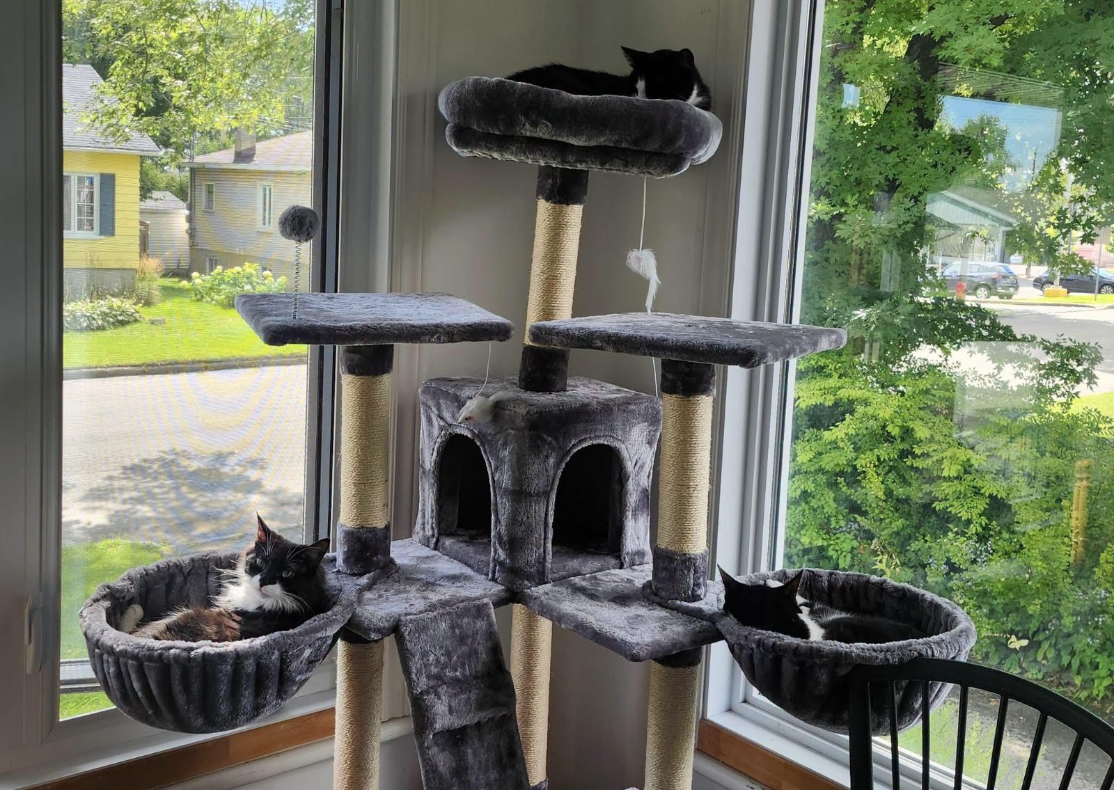 Jeanne, Colette et Yvonne from our shelter, now in their forever home. Yes someone adopted 3 of our cats and they are al