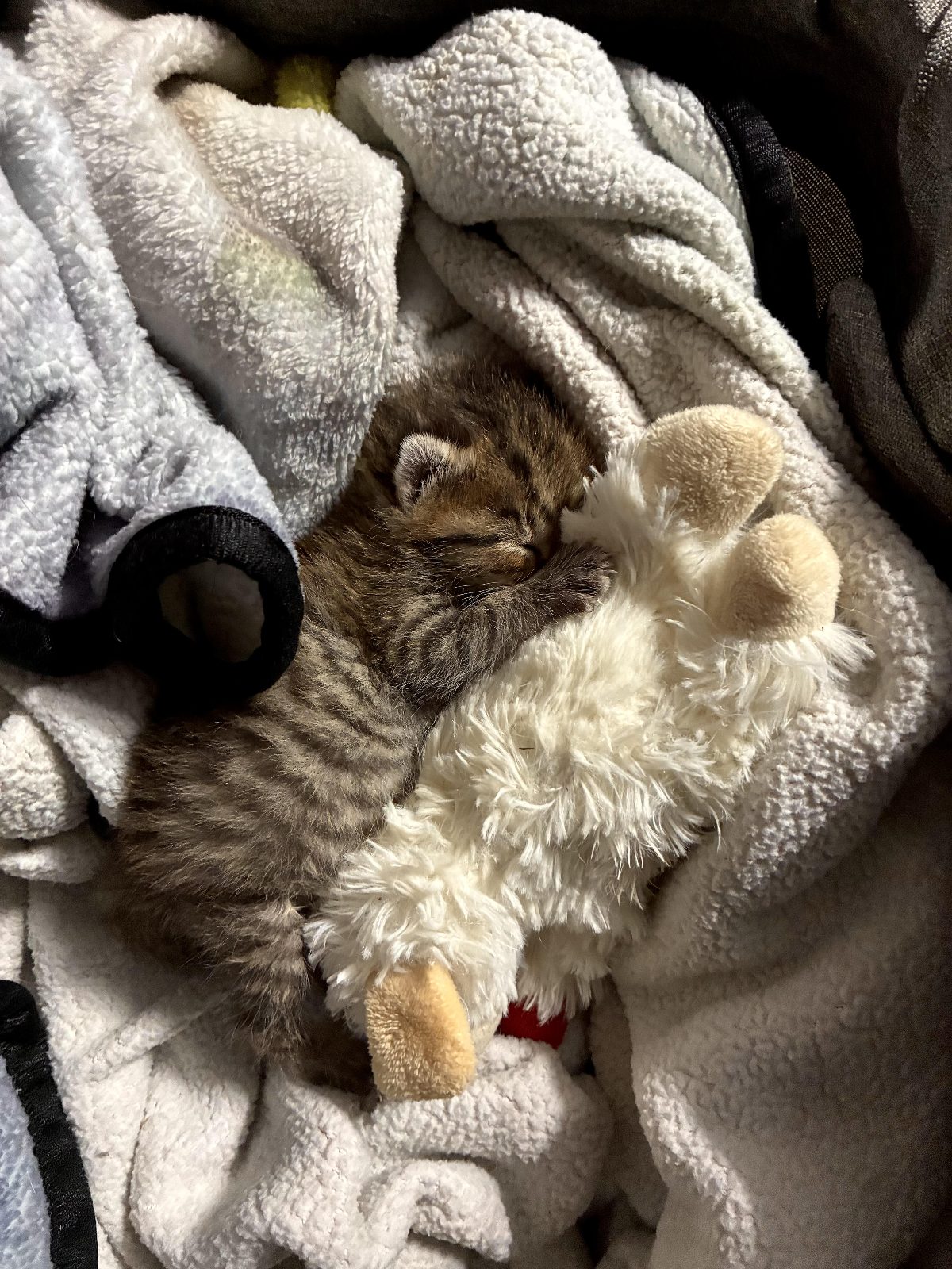 My three footed foster kitten❤️

— u/mikrenArt