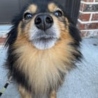 Meet Winston - my nine-year-old Yorkie Pomeranian mix

— u/MissEdenTaylor