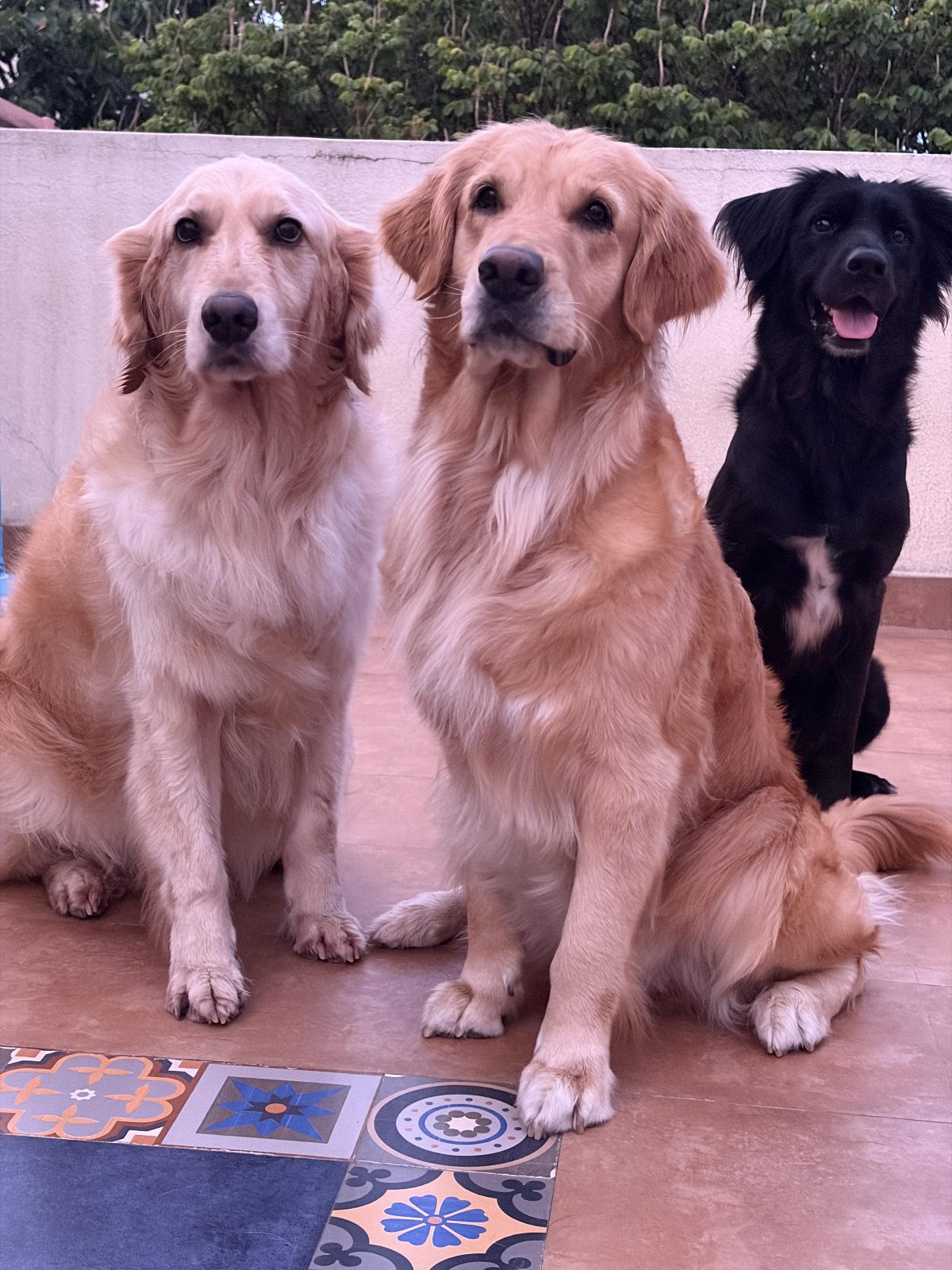 Power pupppsss!!!!

— u/Emergency-Onion-27