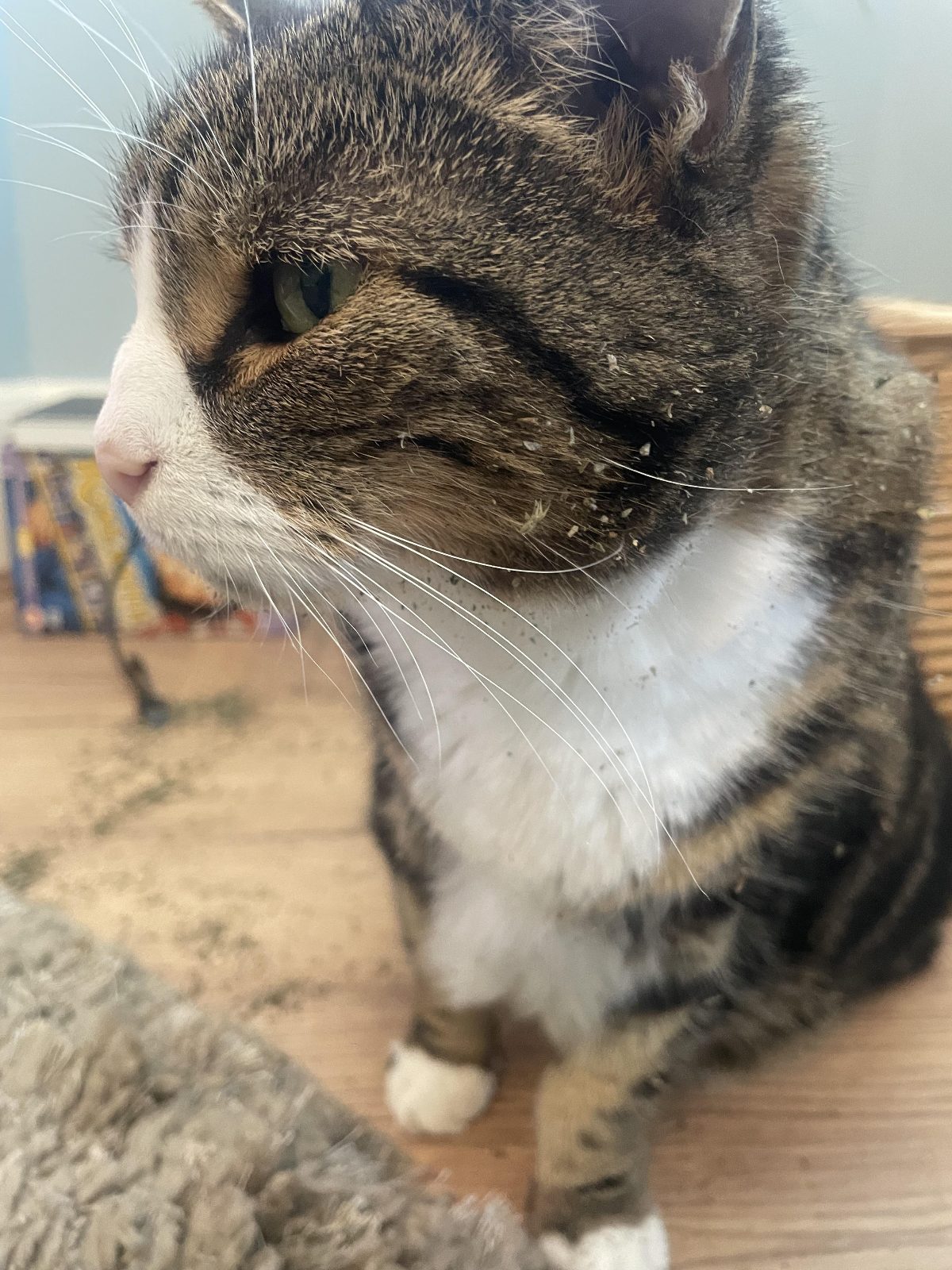 She’s 19 in November but still loves to roll around in a pile of cat nip when she gets a chance.

— u/iklegemma